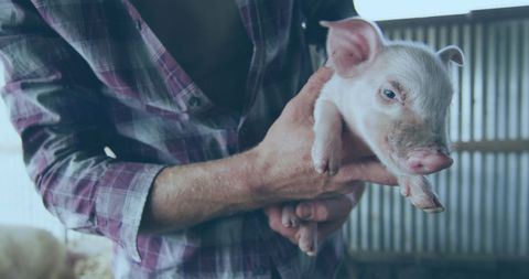 Farmer Gently Holding Small Piglet in Barn