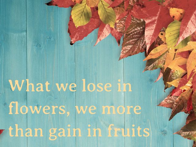 Beautiful autumn image featuring colorful leaves on blue wood background with inspiring quote 'What we lose in flowers, we more than gain in fruits'. Perfect for fall marketing campaigns, educational materials, seasonal promotions, social media posts, and motivational content.
