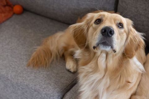 Golden retriever resting on gray sofa looking up with soft fur and soulful eyes