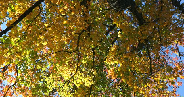 Beautiful autumn foliage with yellow and orange leaves against a vibrant blue sky. Perfect for showcasing the natural beauty of fall, seasonal promotions, outdoor activities, and nature-related content. Ideal for backgrounds, websites, and marketing materials.