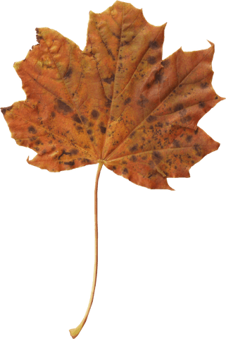 transparent autumn maple leaf with brown flek details - Download Free Stock Videos Pikwizard.com