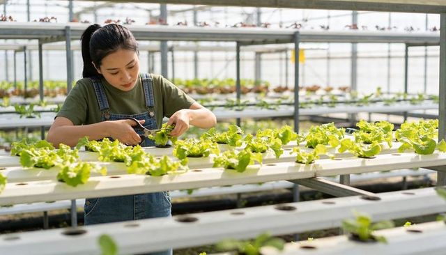 Female worker trimming hydroponic lettuce on pvc channels in commercial greenhouse