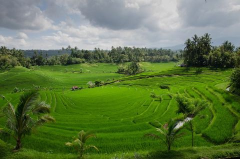 Lush Green Terraced Rice Fields Under Cloudy Sky