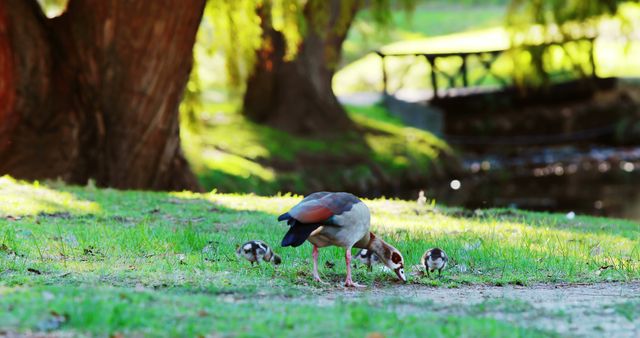 Egyptian Goose with its goslings graze on a lush green lawn in a sunlit park with mature trees in the background. Ideal for use in wildlife, nature, and family-related content, showcasing animal behavior and parent-child bonds in the natural world.