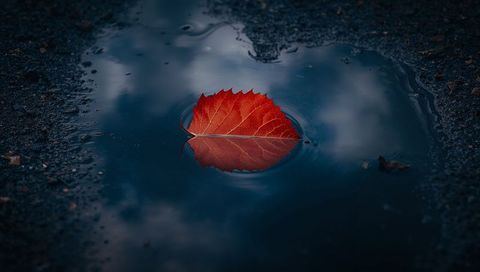 Floating crimson leaf reflecting cloudy sky in roadside puddle, moody autumn solitude