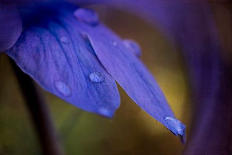 Macro showing blue petal with dew drops on delicate violet flower, soft bokeh background