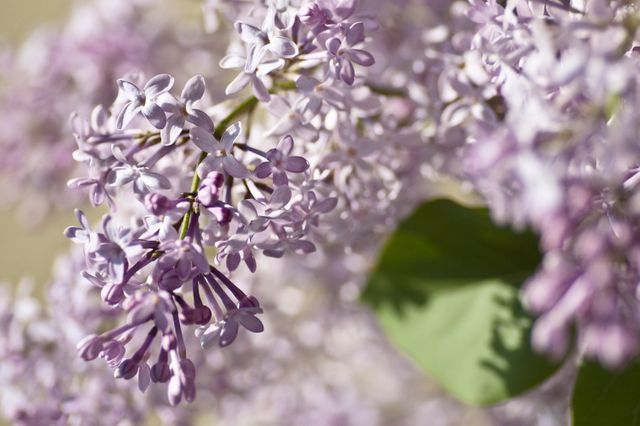 Vibrant lilac flowers in full bloom with a background of soft focus garden. Useful for springtime floral themes, nature articles, gardening blogs, and botanical illustrations.