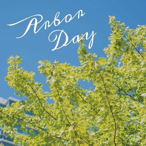 celebrating arbor day with verdant tree against clear blue sky - Download Free Stock Templates Pikwizard.com