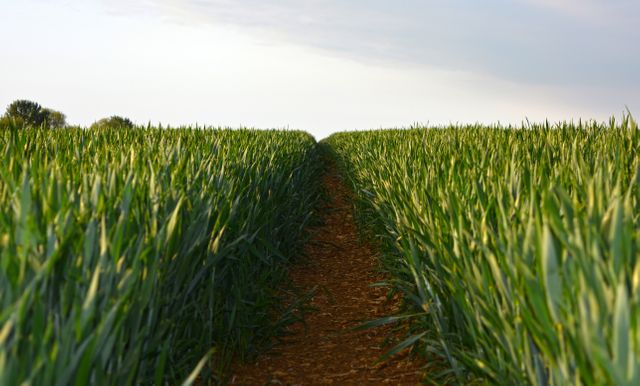 Dirt path stretching through a lush green cornfield under an overcast sky. Ideal for agricultural content, rural lifestyle themes, nature backgrounds, or articles on farming practices. Also suitable for topics focusing on tranquility and open countryside.