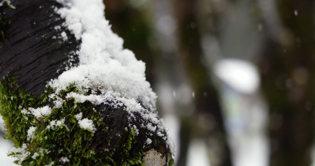 This close-up captures a tree branch covered in snow and moss. The image highlights the contrast between the white snow, green moss, and dark bark, showcasing the beauty of nature in winter. Ideal for use in nature magazines, outdoor adventure blogs, or seasonal greeting cards.