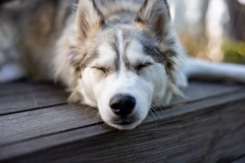 Tranquil Siberian Husky Sleeping Outdoors