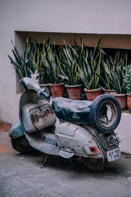 Rustic scene featuring a vintage scooter with a spare tire parked in front of a row of snake plants in terracotta pots. Perfect for projects focused on urban lifestyle, vintage vehicles, nostalgia, and plant decoration.