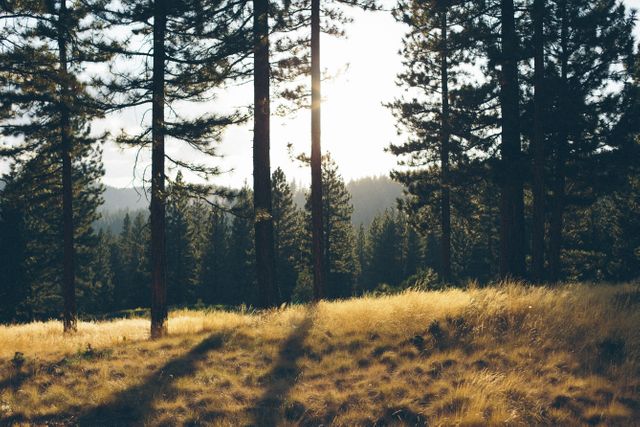 Sunset light creates a peaceful atmosphere in the forest as rays pass through tall trees with grasses below. Ideal for nature-related content, relaxation themes, or promoting outdoor activities and environmental conservation.