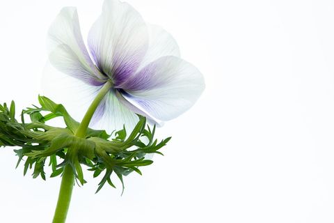 Delicate anemone flower with white and purple petals on white background