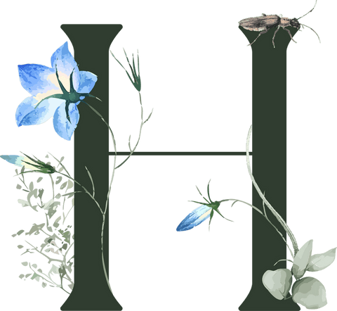 illustrated initial 'h' with transparent background and botanical accents - Download Free Stock Videos Pikwizard.com