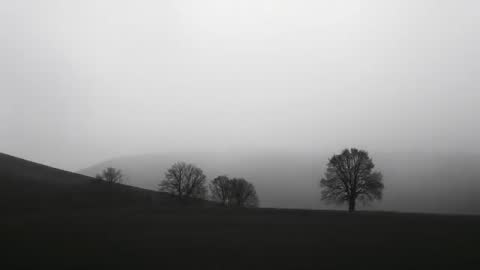 Fading into Mist Lone Deciduous Tree Silhouetting across Foggy Meadow and Rolling Hills