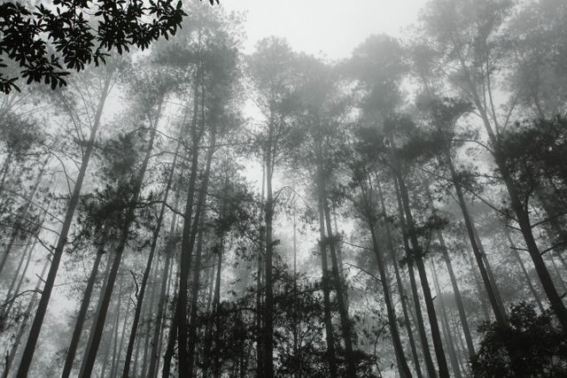 Tall pine trees shrouded in dense fog create an ethereal and mysterious landscape. Use it for nature-related projects, atmospheric background images, or to evoke feelings of serenity and tranquility.