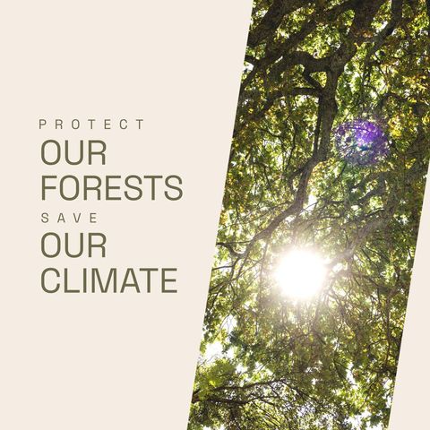 Save Our Forests Climate Awareness Campaign with Sunlit Trees - Download Free Stock Templates Pikwizard.com
