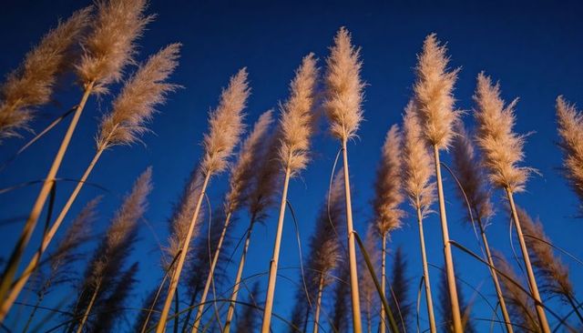 Rising golden pampas grass plumes glowing against deep blue sky with warm backlit glow