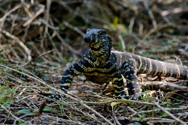Vivid image of a large monitor lizard on forest floor with natural background. Ideal for use in wildlife documentaries, educational materials, and promotional content for wildlife conservation. Perfect for emphasizing the presence of reptiles in certain habitats.