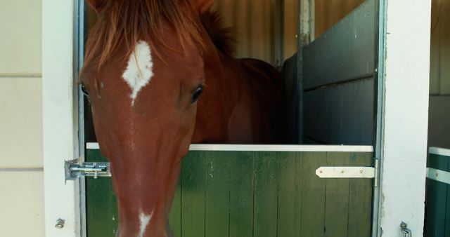 Brown horse in stable looking out at camera - Download Free Stock Images Pikwizard.com