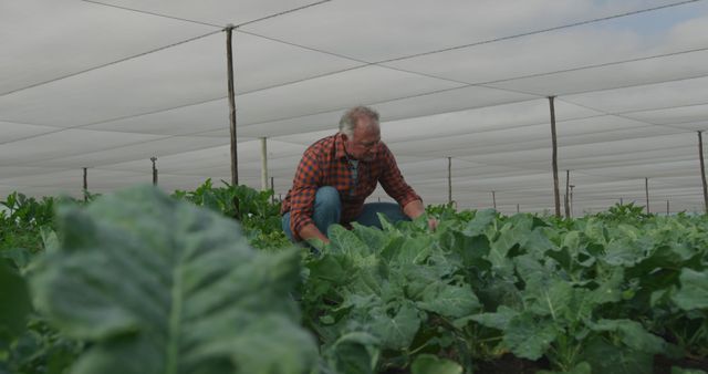 Senior Caucasian man tends to plants in a greenhouse, with copy space. His expertise in sustainable agriculture is evident in the thriving crops.