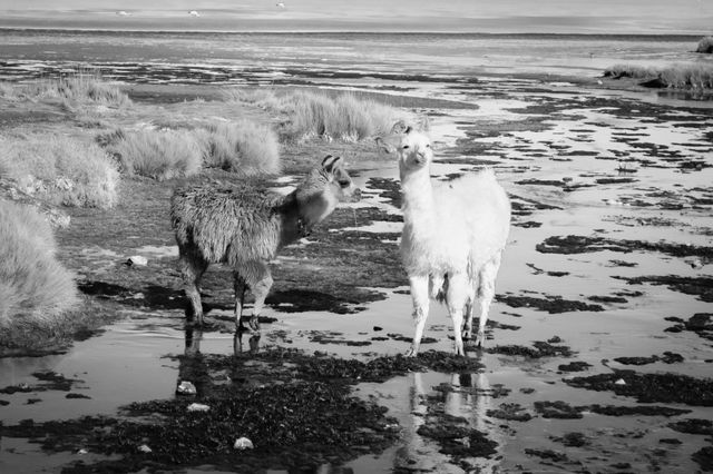 Black and White Llamas in Wetland Landscape - Download Free Stock Photos Pikwizard.com
