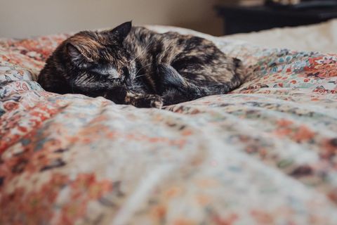 Cozy tortoiseshell cat sleeping on patterned bedspread