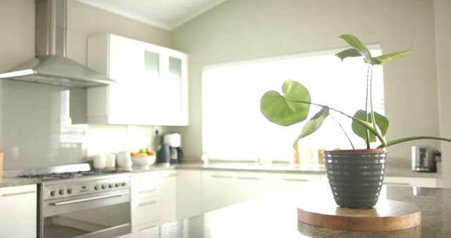 Interior of empty clean shiny kitchen with plant on table and big window. Domestic life, nature and interior.