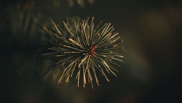 Conifer Needle Burst Radiating from Central Bud with Warm Bokeh and Soft Backlight