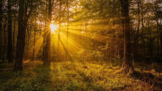 Golden sunbeams piercing misty woodland at sunrise with sunburst rays through trees
