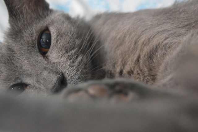Ideal for depicting moments of tranquility and cuteness, this close-up of a gray cat with soft focus can be used in pet care advertisements, cat-related products promotions, websites, blogs about pets, or social media content celebrating the charm of domestic felines.