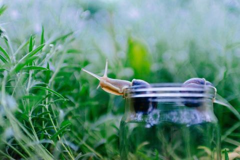 Snail Peeking from Glass Jar in Lush Grass