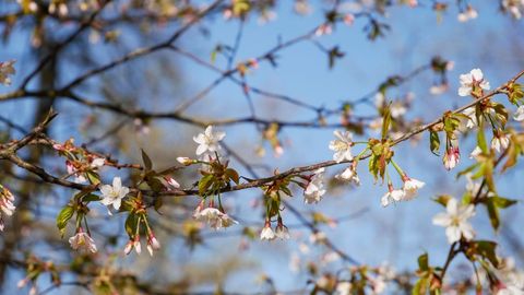 Cherry Blossoms Blooming on Sunny Spring Day