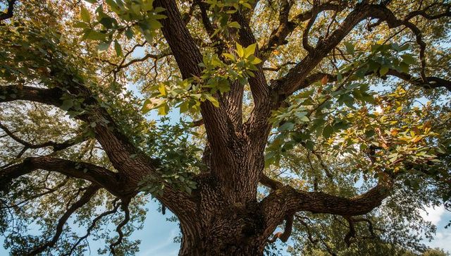 Majestic oak trunk splitting into twisting branches revealing sunlit canopy and textured bark