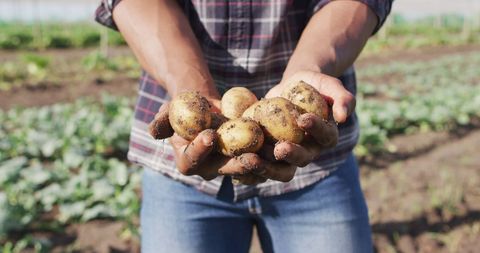 Farmer Holding Freshly Harvested Potatoes in Field