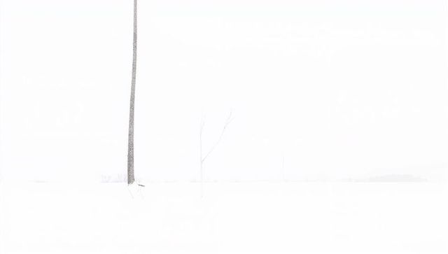 Minimalist high-key winter landscape with lone tree trunk, faint saplings, copy space