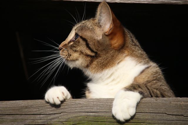 Cat seen from side, with an inquisitive look, leaning over a wooden fence. Perfect for themes of curiosity, pets, and domestic life. Ideal for blogs, articles about pets, or promotional materials for pet-related businesses.