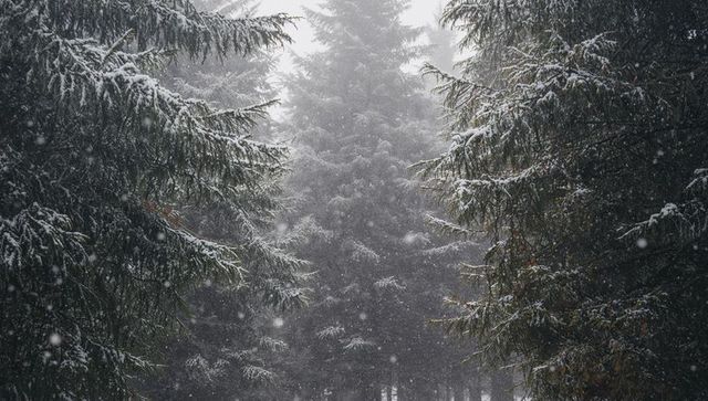 Misty snowfall in evergreen forest corridor of snow-dusted fir trees and falling flakes