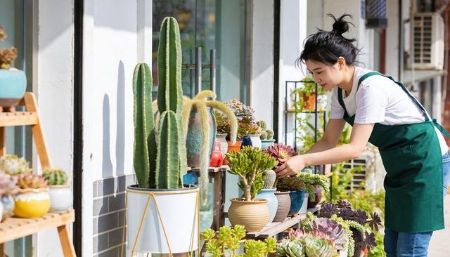 Gardener arranging succulents and cacti on outdoor storefront display in green apron
