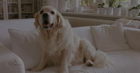 Golden retriever sitting on cozy white sofa in minimalist living room