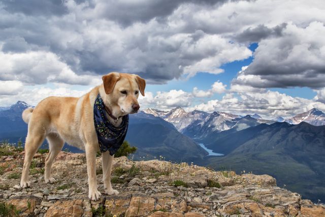 Labrador with Bandana on Mountain Range Overlook - Download Free Stock Photos Pikwizard.com
