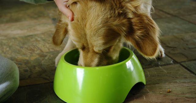 Golden dog eats from a green bowl on a wooden floor while a hand pets its head. Perfect for pet care products, animal behavior studies, and domestic animal-related promotions.