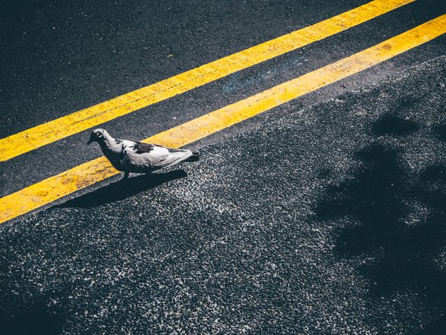 Pigeon walking along an urban street with yellow road markings. Perfect for content related to city life, urban wildlife, solitude in urban environments, and street scenes. High contrast and gritty texture provide a dramatic and artistic look suited for blog posts, articles, and social media posts focusing on urban themes.