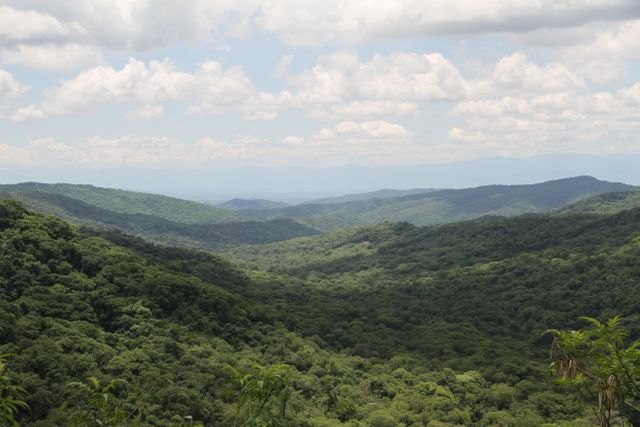 Dense green forest covering rolling hills stretching towards horizon. View of cloudy sky above. Perfect for use in nature-themed content, promoting eco-tourism, environmental conservation awareness, or scenic background for publications and advertisements in travel and nature sectors.