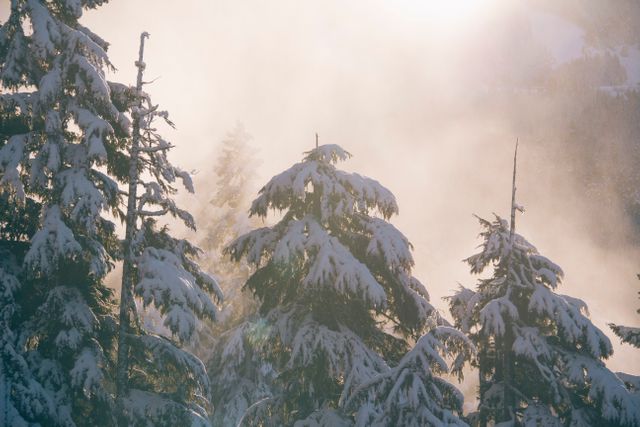 Snow-covered pine trees bathed in the soft glow of sunrise with mist creating a serene winter atmosphere. Ideal for use in travel brochures, winter season promotions, holiday postcards, nature-themed blogs, and outdoor activity advertisements.