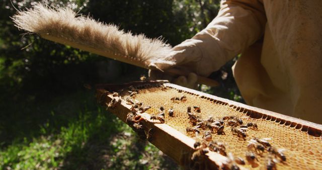 Beekeeper holding honeycomb frame covered with bees, demonstrating skill in harvesting honey. Suitable for use in articles about beekeeping, nature conservation, sustainable farming, or rural livelihoods.