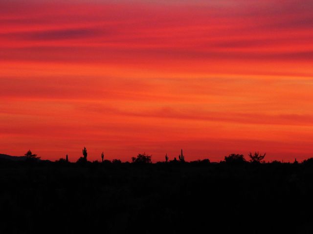 Vibrant Desert Sunset with Silhouetted Cacti and Trees - Download Free Stock Photos Pikwizard.com