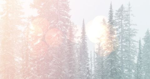 Winter Fir Forest with Snow and Light Reflections - Download Free Stock Images Pikwizard.com