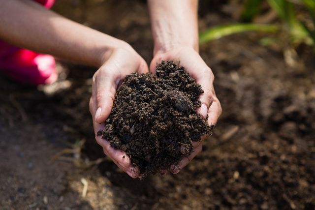 Woman holding rich, dark soil in her hands, emphasizing connection to nature and gardening. Ideal for use in articles or advertisements about gardening, sustainability, organic farming, environmental conservation, and outdoor activities.